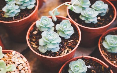Plantes résistant à la sécheresse : quelles sont elles ?