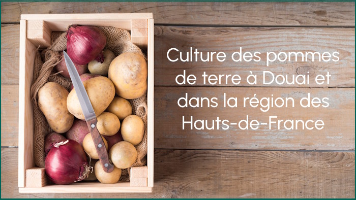 Culture pommes de terre Douai